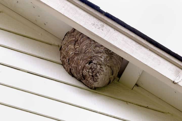 pest control san jose ca